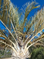 Dypsis decaryi