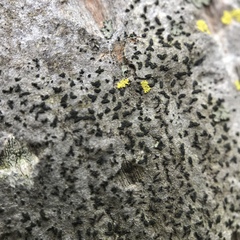 Alyxoria varia