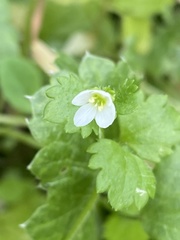 Veronica cymbalaria