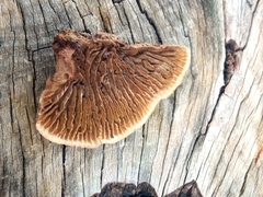 Gloeophyllum abietinum