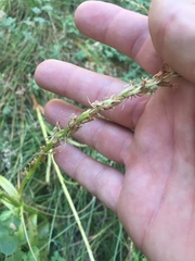 Platanthera dilatata leucostachys