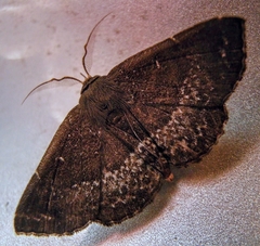 Adrapsa geometroides