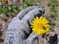 Chauliognathus scriptus