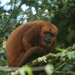 Southern Brown Howler Monkey - Photo (c) Caio Graco, some rights reserved (CC BY-NC), uploaded by Caio Graco