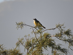 Tyrannus