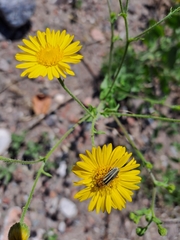 Chauliognathus scriptus