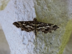 Diasemiopsis ramburialis