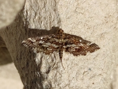 Diasemiopsis ramburialis