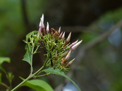 Jasminum malabaricum