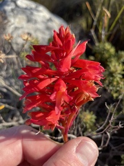 Disa ferruginea