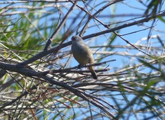 Coccopygia melanotis