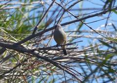 Coccopygia melanotis