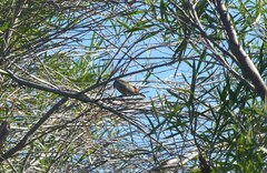 Coccopygia melanotis