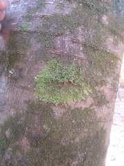 Frullania dilatata