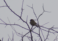 Passer montanus