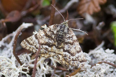Epelis truncataria