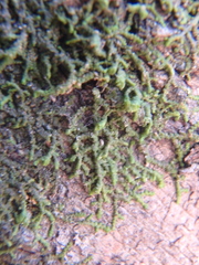Frullania dilatata