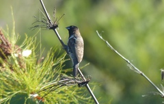 Spermestes cucullata scutata