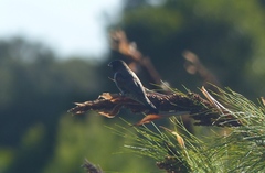 Spermestes cucullata scutata