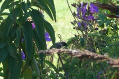 Spermestes cucullata scutata