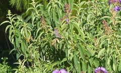 Spermestes cucullata scutata