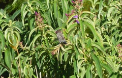 Spermestes cucullata scutata