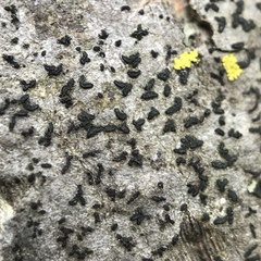 Alyxoria varia