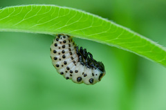 Chrysomela vigintipunctata