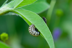 Chrysomela vigintipunctata