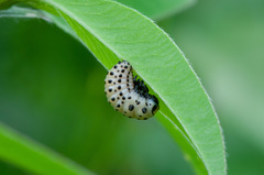Chrysomela vigintipunctata