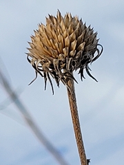 Helianthus maximiliani