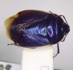 Canthophorus