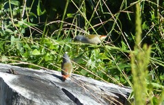 Coccopygia melanotis