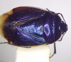 Canthophorus