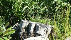 Coccopygia melanotis