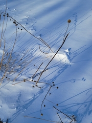 Helianthus maximiliani