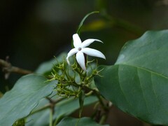 Jasminum malabaricum