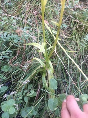 Platanthera dilatata leucostachys