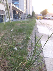 Alopecurus japonicus