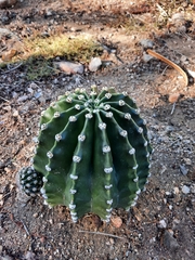 Echinopsis