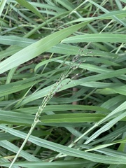 Poaceae