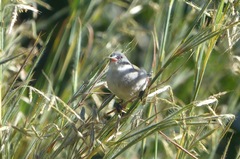 Coccopygia melanotis