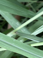 Poaceae