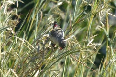 Coccopygia melanotis