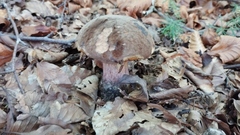 Neoboletus xanthopus