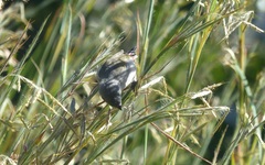 Coccopygia melanotis