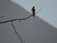 Turdus grayi