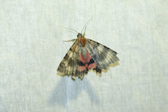 Catocala elocata