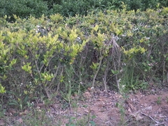 Erigeron philadelphicus