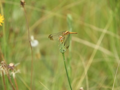Erythrodiplax atroterminata